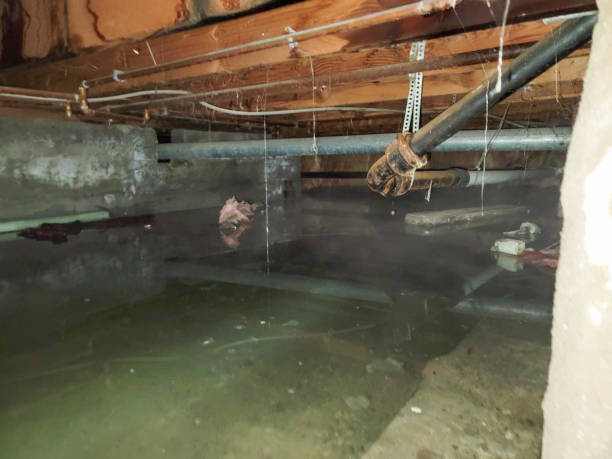 Best Water damage restoration near me  in New Paris, OH